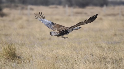 There is an urgent need to know the present status of the Great Indian Bustard population: Sumit Dookia