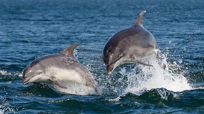 Noise pollution affects dolphins’ ability to communicate: What new study says