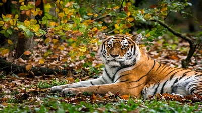 Bihar to get its second tiger reserve in Kaimur soon