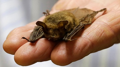 Tree-cutting resumes after hiatus to protect endangered bats