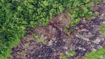 Global deforestation rates surge shows Forest Declaration Assessment 2024