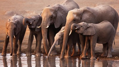 Installing separate water points for elephants could mitigate conflicts with humans: Study