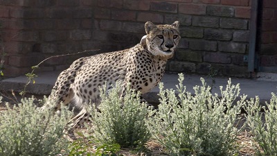 Cheetahs from Namibia to arrive at Kuno National Park on Sep 17