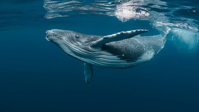 Why whale urine is so important to life in the sea