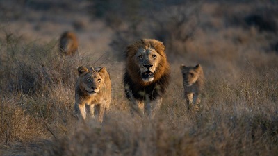 Blood Lions’ no more as South Africa to stop captive breeding of big cats for trophy hunting, traditional medicine