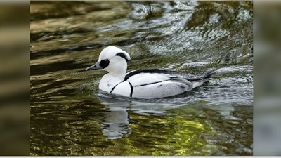 Rare migratory Smew spotted at Assams Laokhowa Wildlife Sanctuary