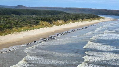 Tasmania whales stranding: Climate change ‘among other factors’ can cause such events, say experts