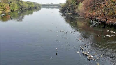Yamuna turns toxic before entering Delhi Gurgaon alone accounts for 70% of pollution load
