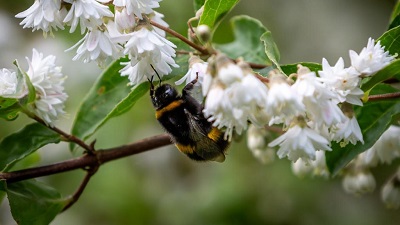 Silent fields: a cocktail of pesticides is stunting bumblebee colonies across Europe, study shows