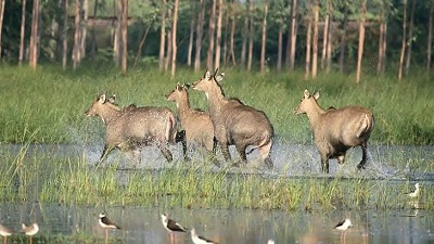 Haryana government faces backlash over decision to allow shooting of Nilgais