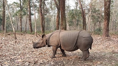 Does a changing climate increase the risk of rhino poaching? Yes, say experts