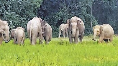 Elephant migration worry for Satkosia sanctuary