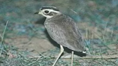 Andhra Pradesh Survey for Critically Endangered Bird Species Jerdons Courser Begins in Kadapa 