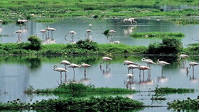 Illegal fishing delays migratory birds’ visit to Najafgarh lake