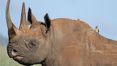 More than 10,000 species on brink of extinction need urgent action: Study