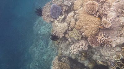 Catastrophic coral bleaching strikes southern Great Barrier Reef, 44% of corals lost