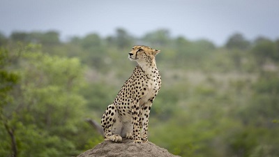 Captive for months, experts fear cheetahs at Kuno may face breeding issues