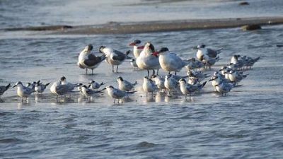 Birds of many feathers spotted in Ramnads wetlands