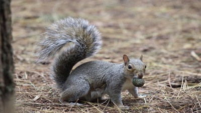 Oral contraceptives could help reduce grey squirrel numbers, research finds