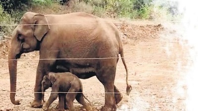 TN powers ahead to save wild elephants from getting electrocuted