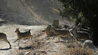 Conservation breeding programme for endangered musk deer was never started in India: Report
