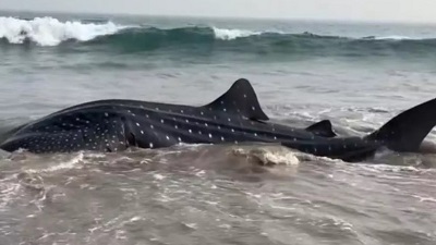 Ecologists Want Marine National Parks Along AP Coast To Protect Endangered Species