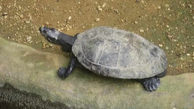 River Turtles Natures tiny survivors battling predators humans and climate change to sustain freshwater life