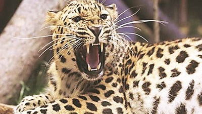 Pvt sectors invited to collaborate in wildlife conservation