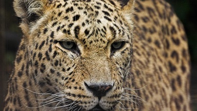 Endangered Persian leopards persist across borders, despite hunters and landmines
