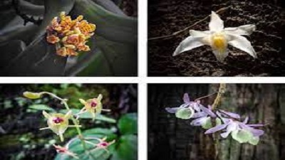 Botanical society documents 67 species of wild orchids in state