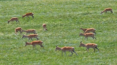 Bird flu emerges as significant threat to migratory wildlife, as species see decline of 5% in just 2 years: Report