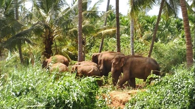 Green drives have upped wildlife count