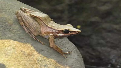 Researchers discover 9 new species at Megamalai Wildlife Sanctuary in southern Western Ghats