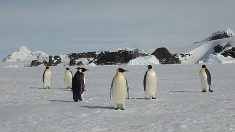Emperor penguins and fur seals now Endangered as climate change reshapes Antarctica, IUCN Red List finds
