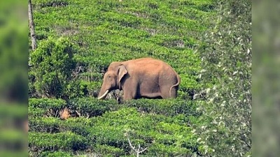 Wildlife enthusiasts should suggest alternatives to end man-elephant conflict: Kerala Forest Minister