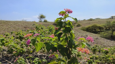 No food in forests: Invasive species and altered habitats in Karnataka’s Western Ghats are creating a food crisis