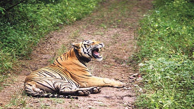 Sariska tiger turf’s periphery to become eco-sensitive zone