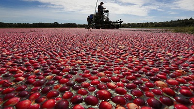 Cranberry farmers fight climate change to protect Thanksgiving staple