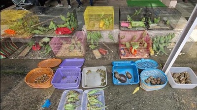 Over 200 protected birds reptiles rescued from Crawford Market in major wildlife crackdown one held