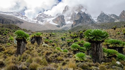 Reduced fog, increased temperatures among climatic changes affecting mountain regions of Africa: Survey