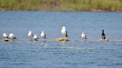 Bird Count boost at Hirakud, 10 new species spotted