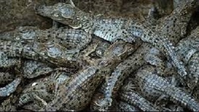 Record 3,700 crocodiles born in Bhitarkanika National Park