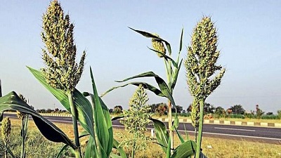 Jowar is more resilient to climate change: Study