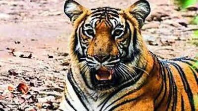 5 tigers die in Karnatakas wildlife sanctuary poisoning suspected