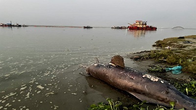 Two Gangetic dolphins found dead in Bihar 