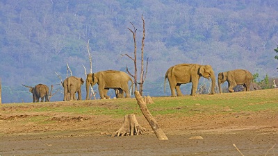 Efforts to reconnect elephant corridors must be carefully planned