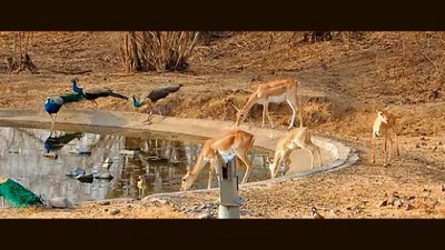 1,118 wild animals spotted during waterhole census on May 23