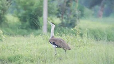 No record of the Great Indian Bustard in Maharashtras Nannaj Sanctuary during water hole animal census