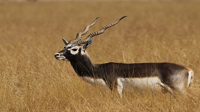 Blackbuck census conducted in Ganjam district of Odisha