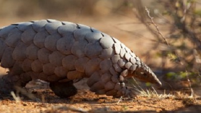  Palamu Tiger Reserve Seizes 60kg Pangolin Scales, Busts Wildlife Crime Network Across States